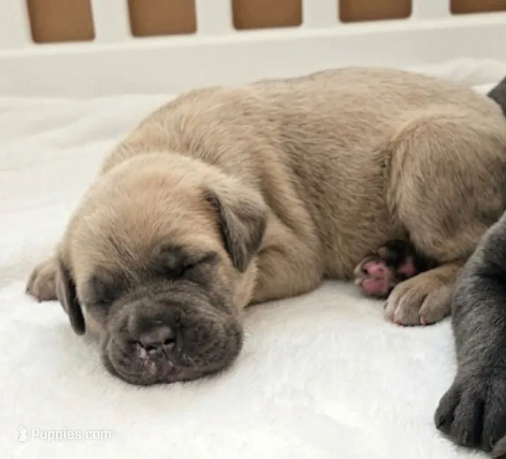 Shelby – Cane Corso puppy for sale in Fountain, FL