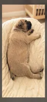 Shelby, a female Cane Corso for sale in Fountain, FL – 2 of 3