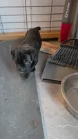 Sadie , a female Cane Corso for sale in Fountain, FL – 4 of 4