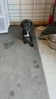 Sadie , a female Cane Corso for sale in Fountain, FL – 2 of 4