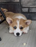 Reno, a male Pembroke Welsh Corgi for sale in Dundee, OH – 3 of 3