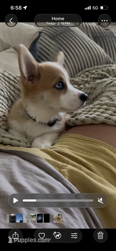 Reno – Pembroke Welsh Corgi puppy for sale in Dundee, OH