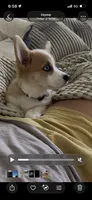 Reno, a male Pembroke Welsh Corgi for sale in Dundee, OH – 1 of 3