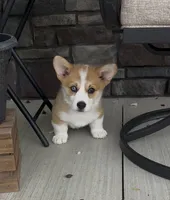 Reno, a male Pembroke Welsh Corgi for sale in Dundee, OH – 2 of 3
