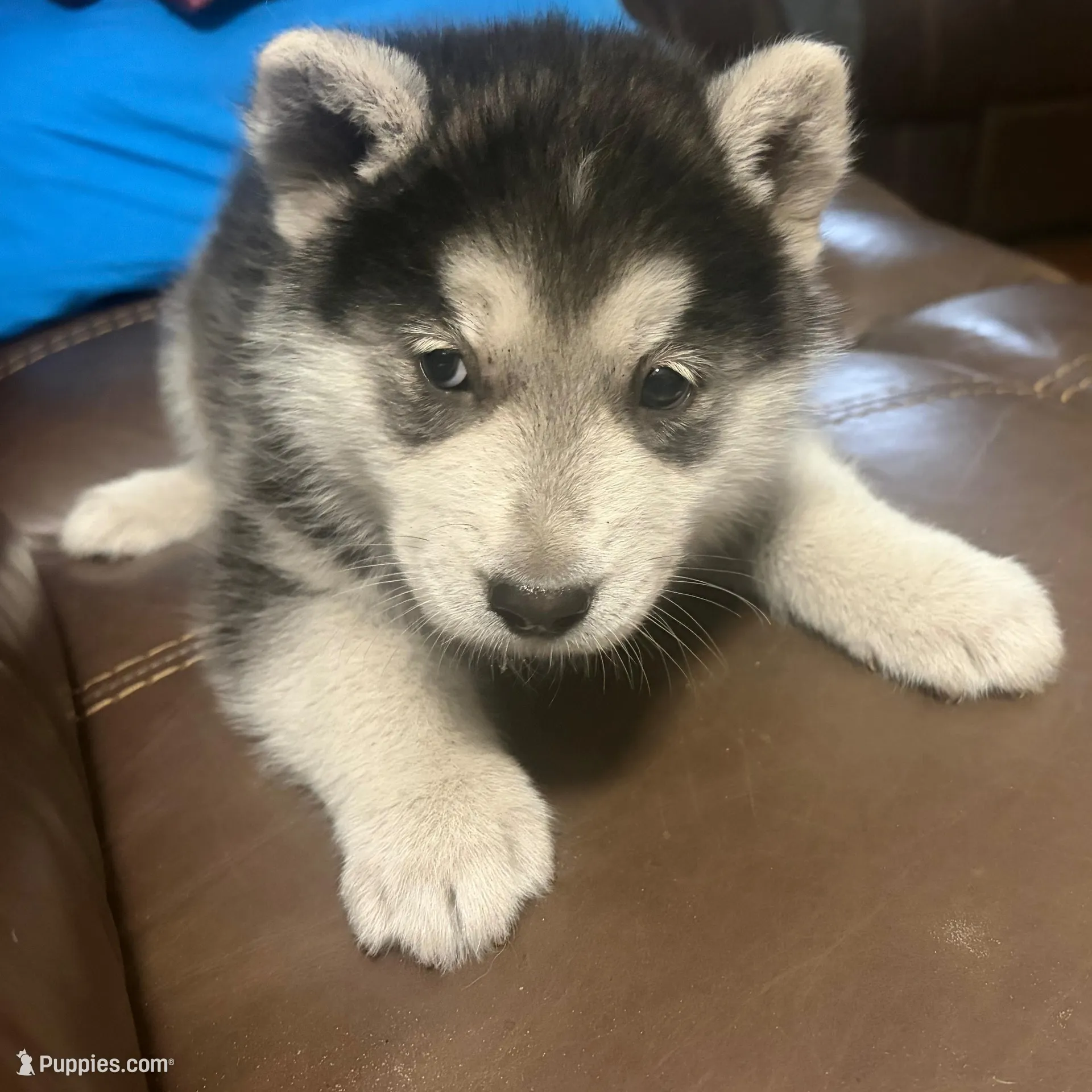 Bandit – Siberian Husky puppy for sale in Tampa, FL