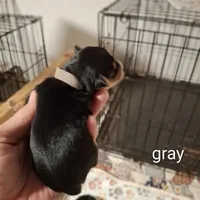 Gray boy, a male Morkie for sale in Taylorsville, NC – Photo 1 of 2