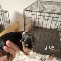Gray boy, a male Morkie for sale in Taylorsville, NC – Photo 2 of 2