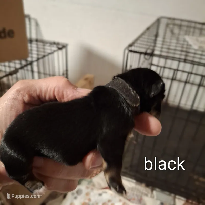 Black boy – Morkie puppy for sale in Taylorsville, NC
