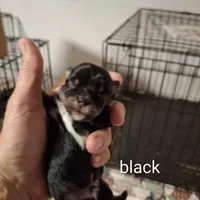Black boy, a male Morkie for sale in Taylorsville, NC – Photo 2 of 2