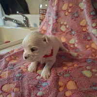 Cotton, a female Maltese for sale in Taylorsville, NC – Photo 1 of 3