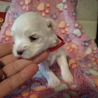Cotton, a female Maltese for sale in Taylorsville, NC – Photo 3 of 3