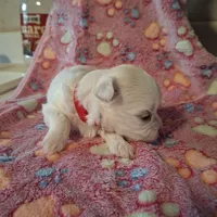 Cotton, a female Maltese for sale in Taylorsville, NC – Photo 2 of 3