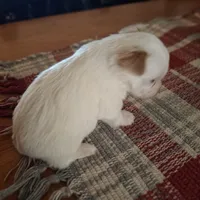 Buddy, a male Yorkshire Terrier for sale in Taylorsville, NC – Photo 7 of 10