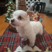 Buddy, a male Yorkshire Terrier for sale in Taylorsville, NC – Photo 3 of 10