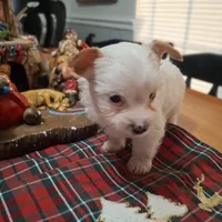 Buddy, a male Yorkshire Terrier for sale in Taylorsville, NC – Photo 2 of 10