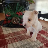 Buddy, a male Yorkshire Terrier for sale in Taylorsville, NC – Photo 8 of 10