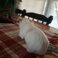 Buddy, a male Yorkshire Terrier for sale in Taylorsville, NC – Photo 6 of 10