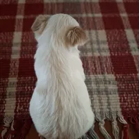 Buddy, a male Yorkshire Terrier for sale in Taylorsville, NC – Photo 10 of 10