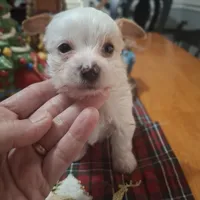 Buddy, a male Yorkshire Terrier for sale in Taylorsville, NC – Photo 4 of 10