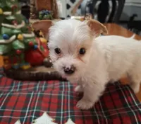 Buddy, a male Yorkshire Terrier for sale in Taylorsville, NC – Photo 1 of 10