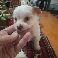 Buddy, a male Yorkshire Terrier for sale in Taylorsville, NC – Photo 5 of 10