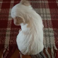 Buddy, a male Yorkshire Terrier for sale in Taylorsville, NC – Photo 9 of 10