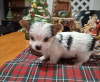 Spots, a male Yorkshire Terrier for sale in Taylorsville, NC – Photo 6 of 6