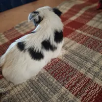 Spots, a male Yorkshire Terrier for sale in Taylorsville, NC – Photo 4 of 6