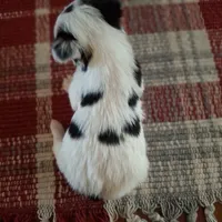 Spots, a male Yorkshire Terrier for sale in Taylorsville, NC – Photo 3 of 6