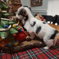 Spots, a male Yorkshire Terrier for sale in Taylorsville, NC – Photo 5 of 6