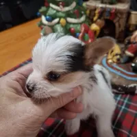Spots, a male Yorkshire Terrier for sale in Taylorsville, NC – Photo 2 of 6