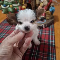 Spots, a male Yorkshire Terrier for sale in Taylorsville, NC – Photo 1 of 6