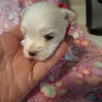 Sissy, a female Maltese for sale in Taylorsville, NC – Photo 3 of 3