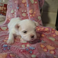 Sissy, a female Maltese for sale in Taylorsville, NC – Photo 2 of 3