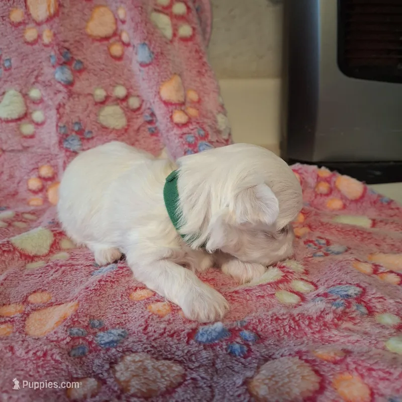 Sissy – Maltese puppy for sale in Taylorsville, NC