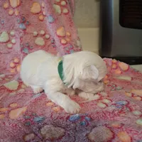 Sissy, a female Maltese for sale in Taylorsville, NC – Photo 1 of 3