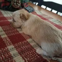 Lucy, a female Yorkshire Terrier for sale in Taylorsville, NC – Photo 2 of 5