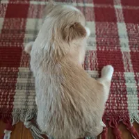 Lucy, a female Yorkshire Terrier for sale in Taylorsville, NC – Photo 4 of 5