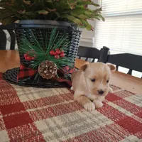 Lucy, a female Yorkshire Terrier for sale in Taylorsville, NC – Photo 3 of 5