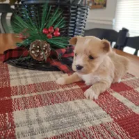 Lucy, a female Yorkshire Terrier for sale in Taylorsville, NC – Photo 5 of 5