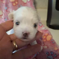 Abby, a female Maltese for sale in Taylorsville, NC – Photo 1 of 3