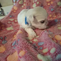 Abby, a female Maltese for sale in Taylorsville, NC – Photo 2 of 3