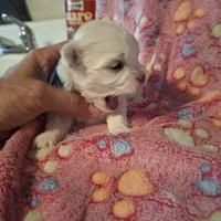 Abby, a female Maltese for sale in Taylorsville, NC – Photo 3 of 3