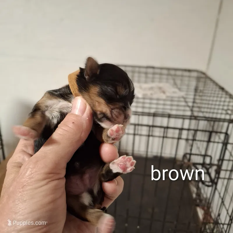 Brown boy – Morkie puppy for sale in Taylorsville, NC