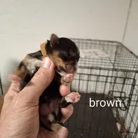 Brown boy, a male Morkie for sale in Taylorsville, NC – Photo 1 of 2
