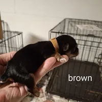 Brown boy, a male Morkie for sale in Taylorsville, NC – Photo 2 of 2