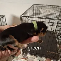 Green boy, a male Morkie for sale in Taylorsville, NC – Photo 2 of 2