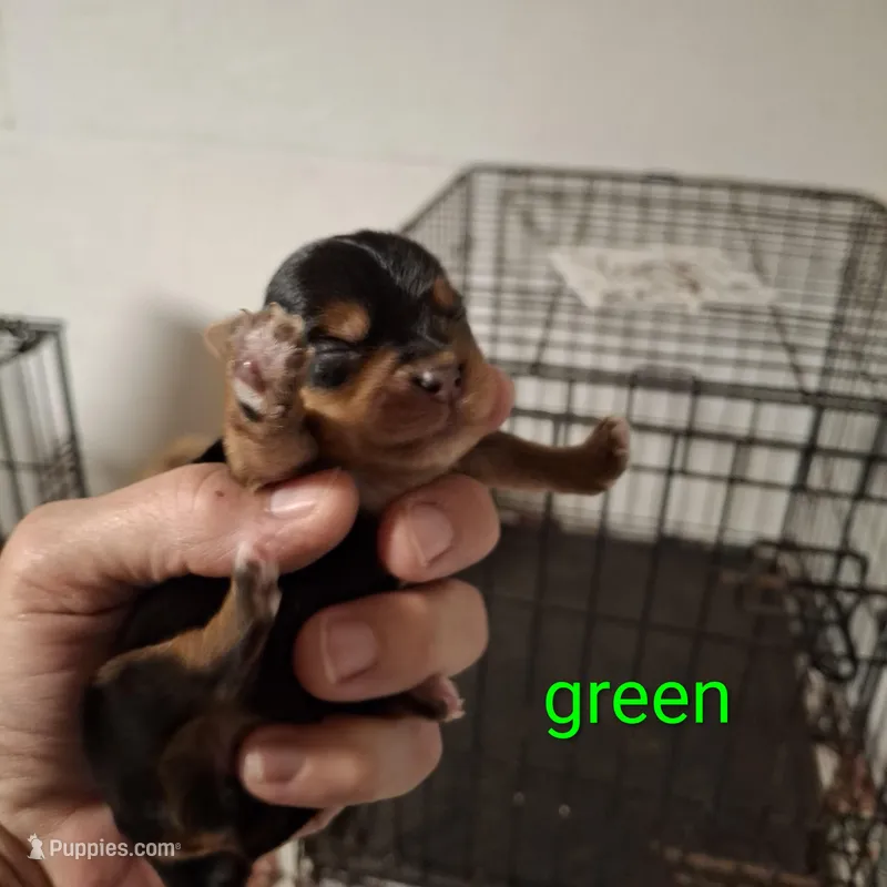 Green boy – Morkie puppy for sale in Taylorsville, NC