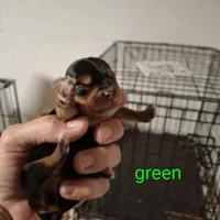 Green boy, a male Morkie for sale in Taylorsville, NC – Photo 1 of 2