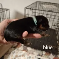Blue boy, a male Morkie for sale in Taylorsville, NC – Photo 2 of 2